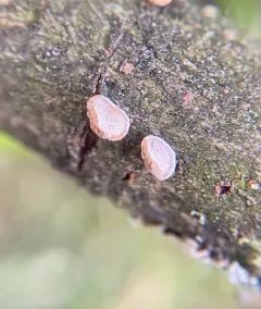 Porodisculus pendulus thumbnail 3