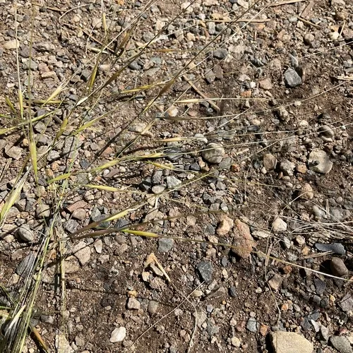 Needle-and-thread Grass