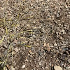 Needle-and-thread Grass thumbnail 1