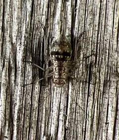 woodland barklouse thumbnail 3
