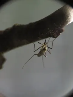 Aedes hendersoni thumbnail 4