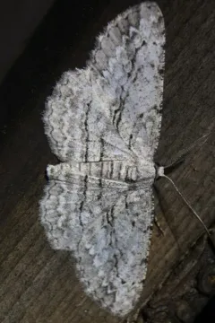Faded Gray thumbnail 1