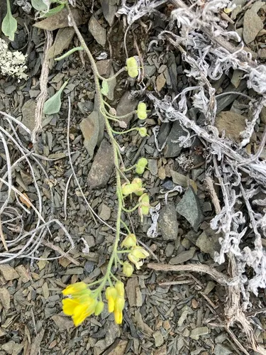 Rogers Pass Bladderpod