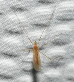 Erioptera megophthalma thumbnail 3