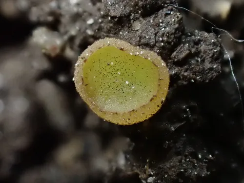 Ascobolus denudatus