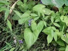 Missouri Violet thumbnail 3