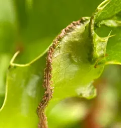 Aceria caliberberis thumbnail 3