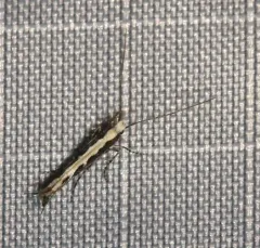 Willow Leaf Blotch Miner Moth thumbnail 2