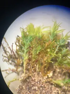 Blue Dew-moss thumbnail 3