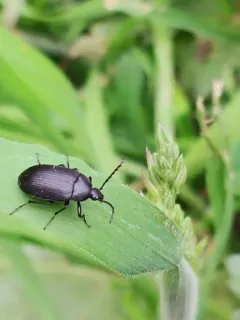Pseudocistela pinguis thumbnail 2