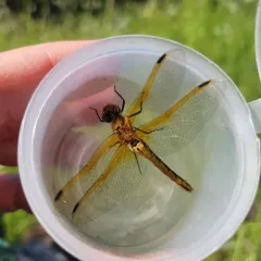 Red-veined Meadowhawk thumbnail 4