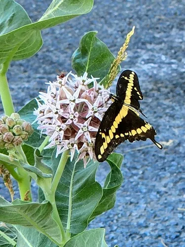 Western Giant Swallowtail