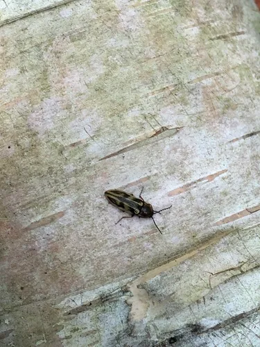 Beckerus appressus