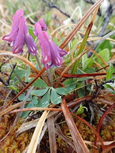 Few-flower Corydalis
