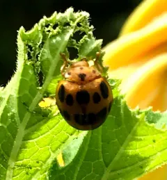 Squash Lady Beetle thumbnail 3