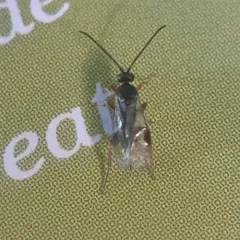 Apanteles carpatus thumbnail 1