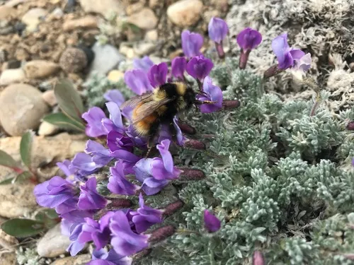 Johansen's Bumble Bee