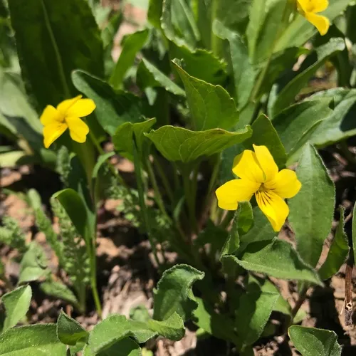 Canary Violet