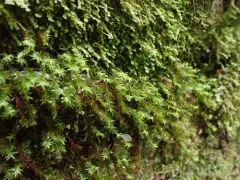 Bartramiopsis lescurii thumbnail 1