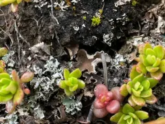Arrhenia peltigerina thumbnail 1