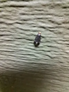 Pelecystola nearctica thumbnail 3