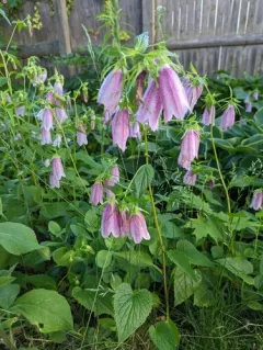 Spotted bellflower thumbnail 4