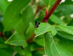 Trypetisoma sticticum thumbnail 4