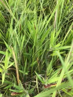white-hair witchgrass thumbnail 2