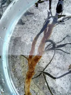 Alcyonidium polyoum thumbnail 3