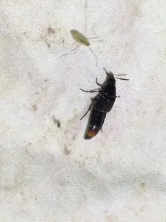 Black Lordithon Rove Beetle thumbnail 4