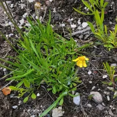 lakeside daisy thumbnail 4