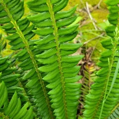 northern holly fern thumbnail 4