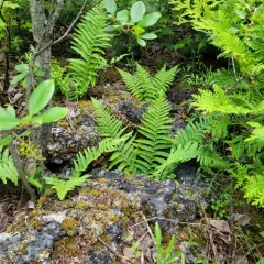 male fern thumbnail 4