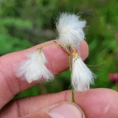 slender cottongrass thumbnail 2
