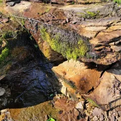 Hygrohypnum Moss thumbnail 3