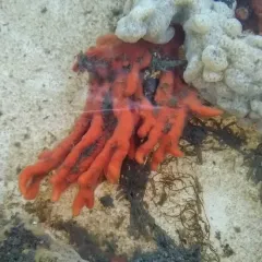 Red Beard Sponge thumbnail 2