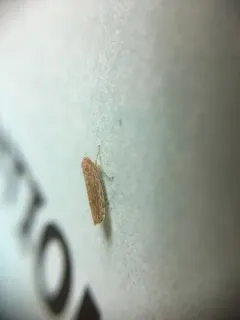 Paralimnus phragmitis thumbnail 4