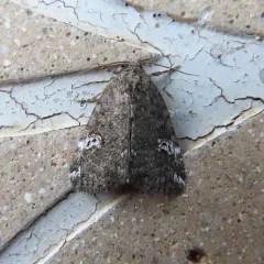Gray Marvel Moth thumbnail 1
