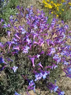 narrow-leaf penstemon thumbnail 1