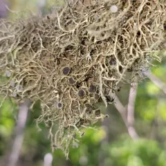 Hanging Fringe Lichen thumbnail 3