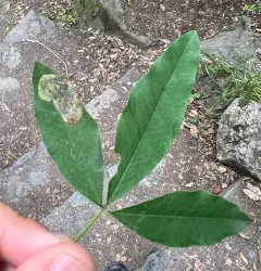 Laburnum Leafminer thumbnail 2