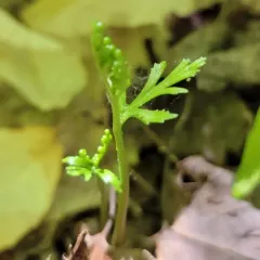 narrow triangle moonwort thumbnail 4
