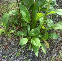 cut-leaf goldenrod thumbnail 4
