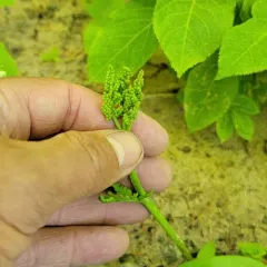 Michigan moonwort thumbnail 4