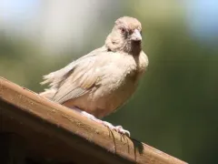 Abert's Towhee thumbnail 3