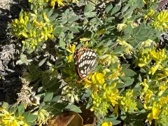 Leanira Checkerspot thumbnail 4