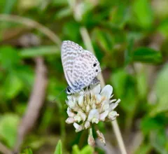 Marine Blue thumbnail 1