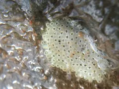 Juxtacribrilina annulata thumbnail 4