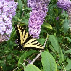 Western Tiger Swallowtail thumbnail 2