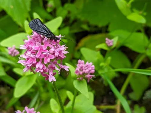 Namamyia plutonis